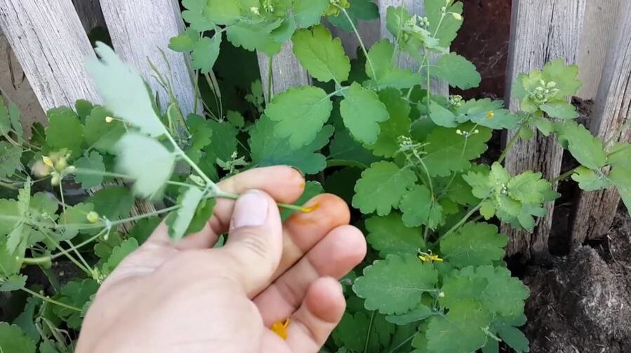 Χυμός από βότανα Celandine για την αφαίρεση των θηλωμάτων